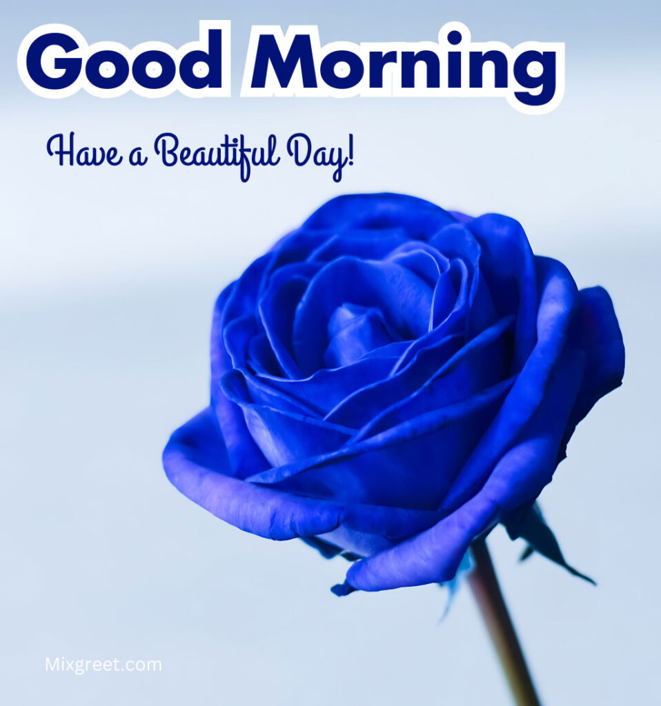 Good Morning Pics With Blue Rose Flower