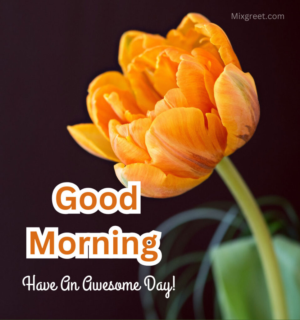 Good Morning Flower Images