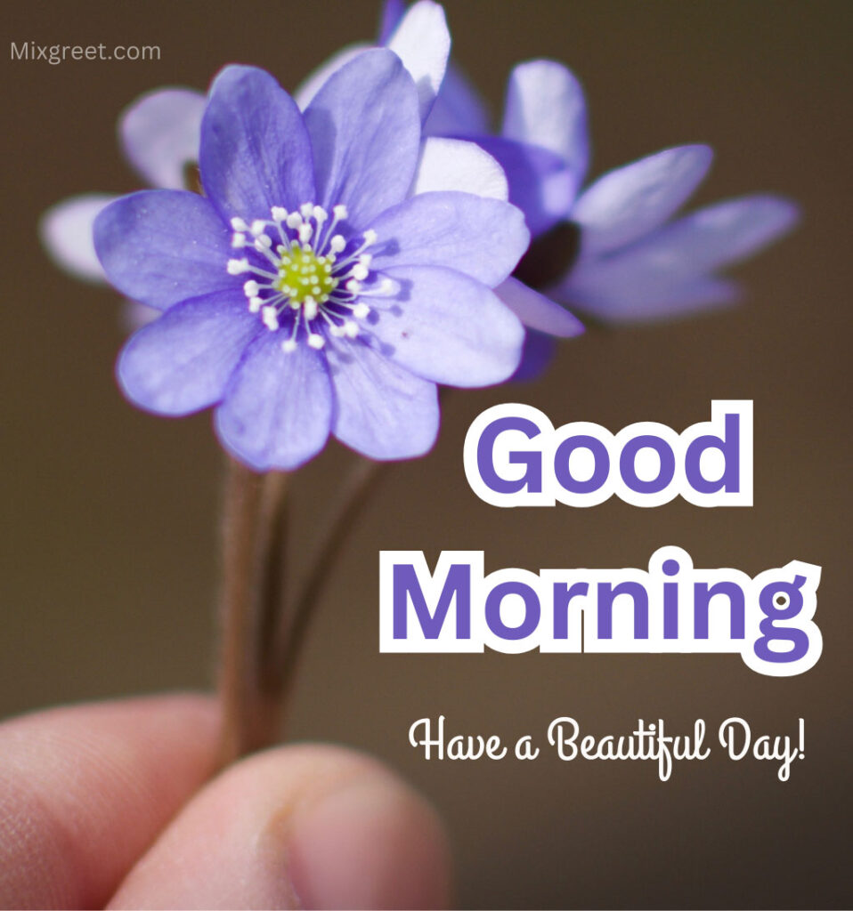 Good Morning Flowers with Have a Beautiful Day