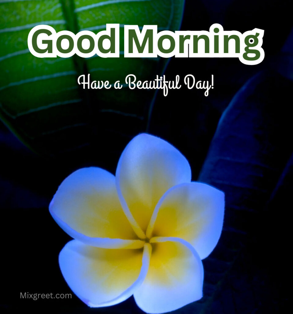 Good Morning Flower Images