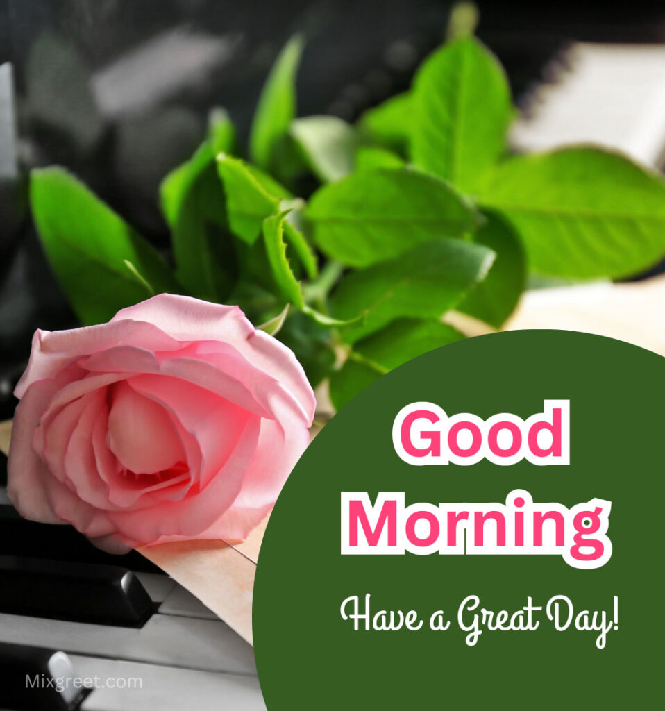 Good Morning Rose Flower