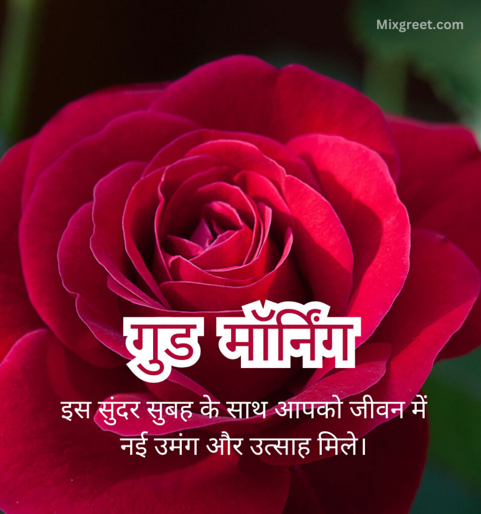 Good Morning Hindi Images with rose