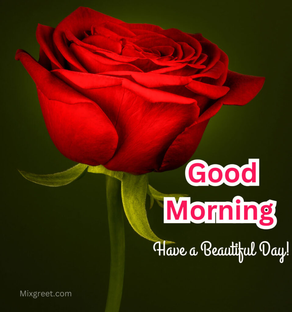 Good Morning Rose Flower Wishes