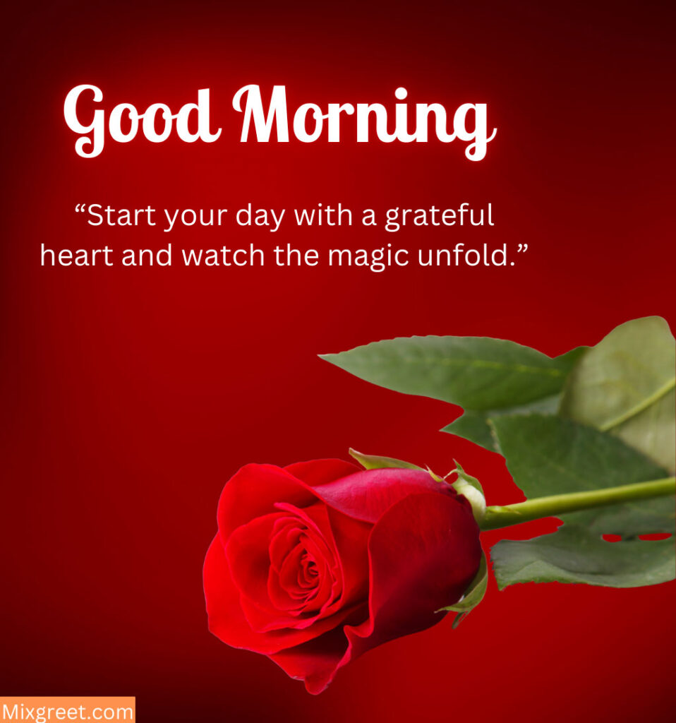 Red Roses With Good Morning Quotes