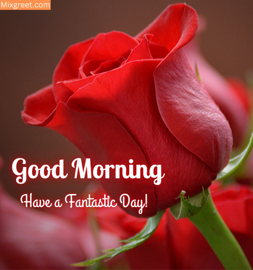 Red Roses With Good Morning 