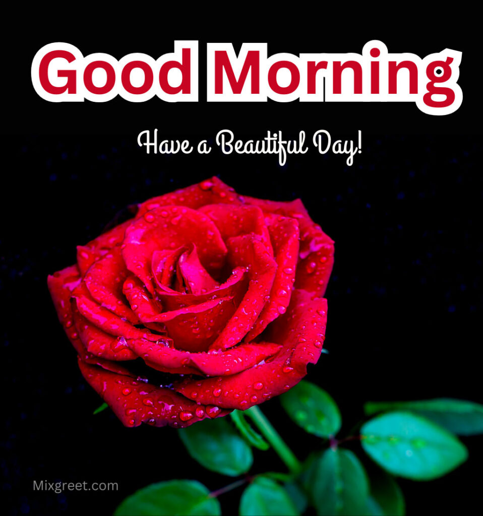 Good Morning Rose Flower Wishes