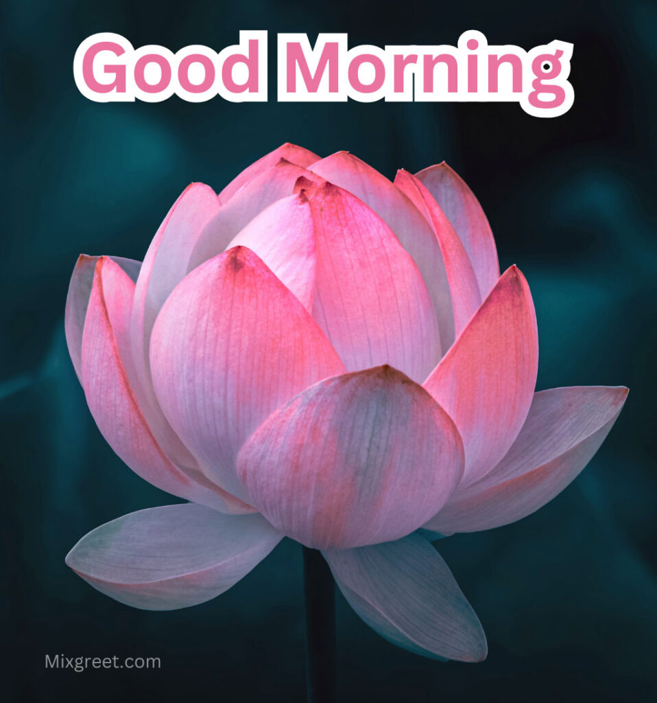 Good Morning with Lotus Flower