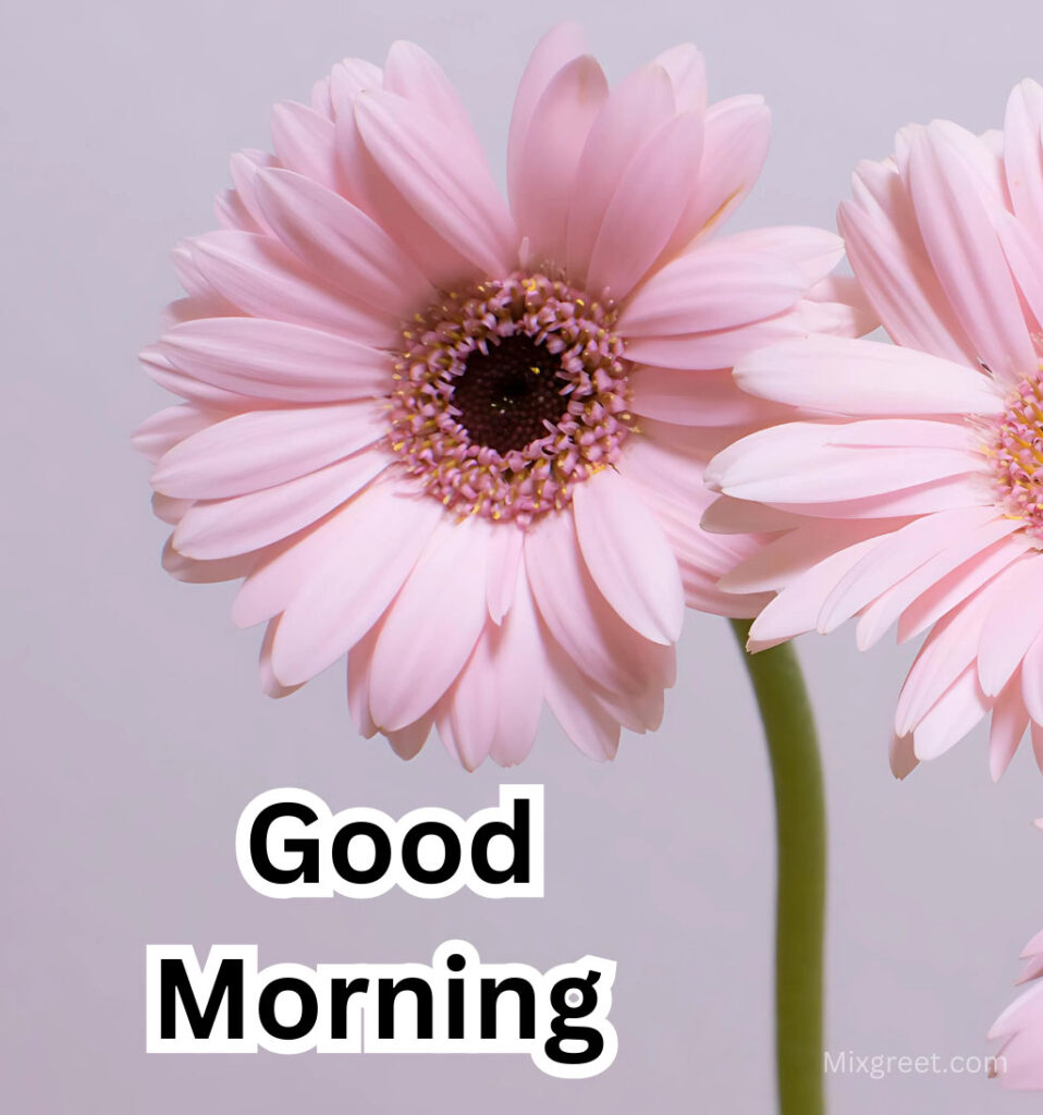 Good Morning Flower Wishes