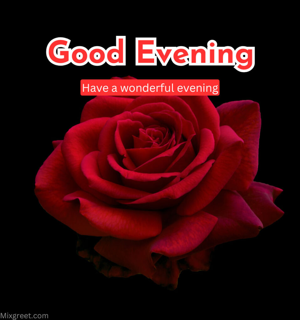 Good Evening Quotes With Red Rose