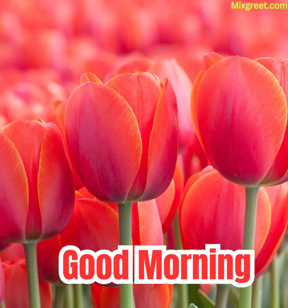 Good Morning Greetings With Red Tulips Flowers