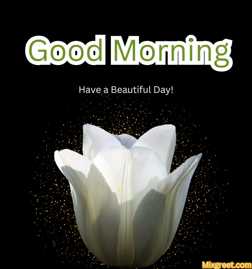 Good Morning Images with White Tulips Flowers