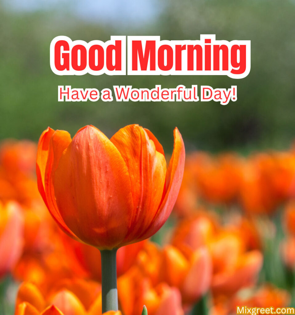 Morning Greetings With Tulips Flowers