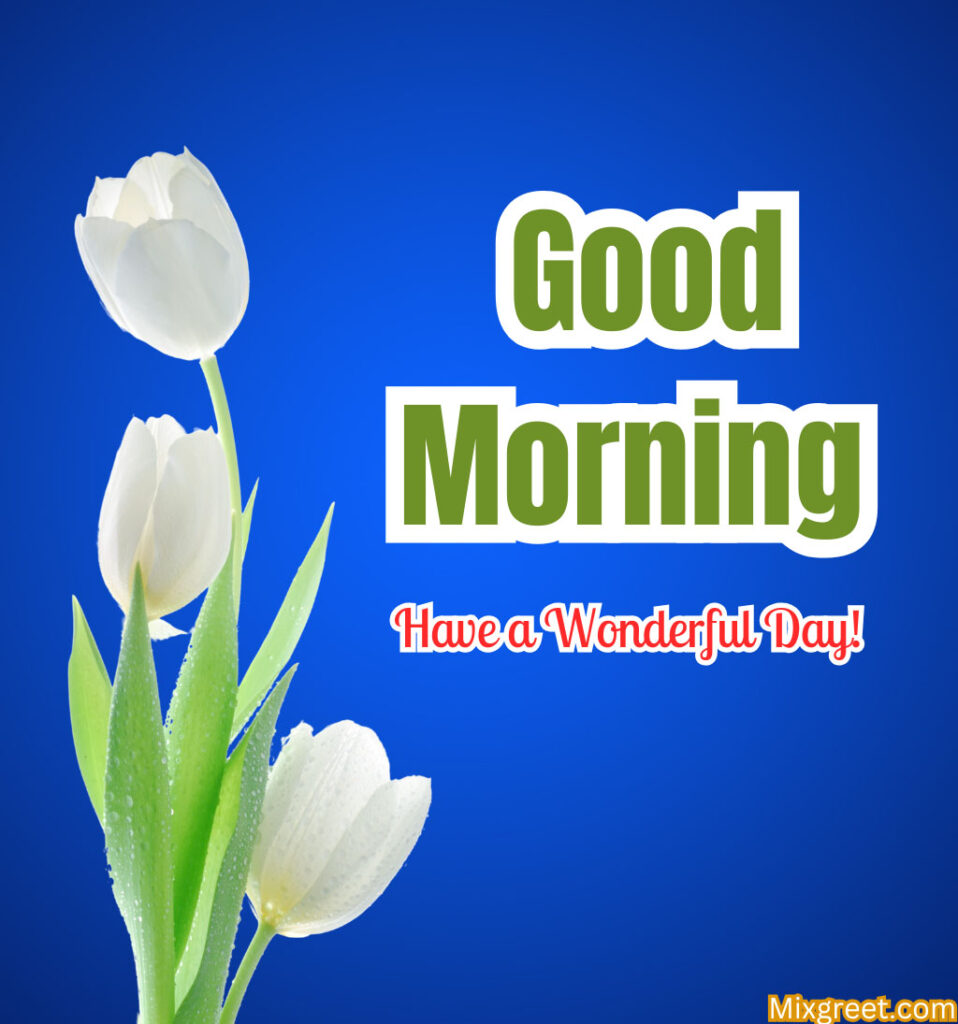 Good Morning white Tulips Flowers Images