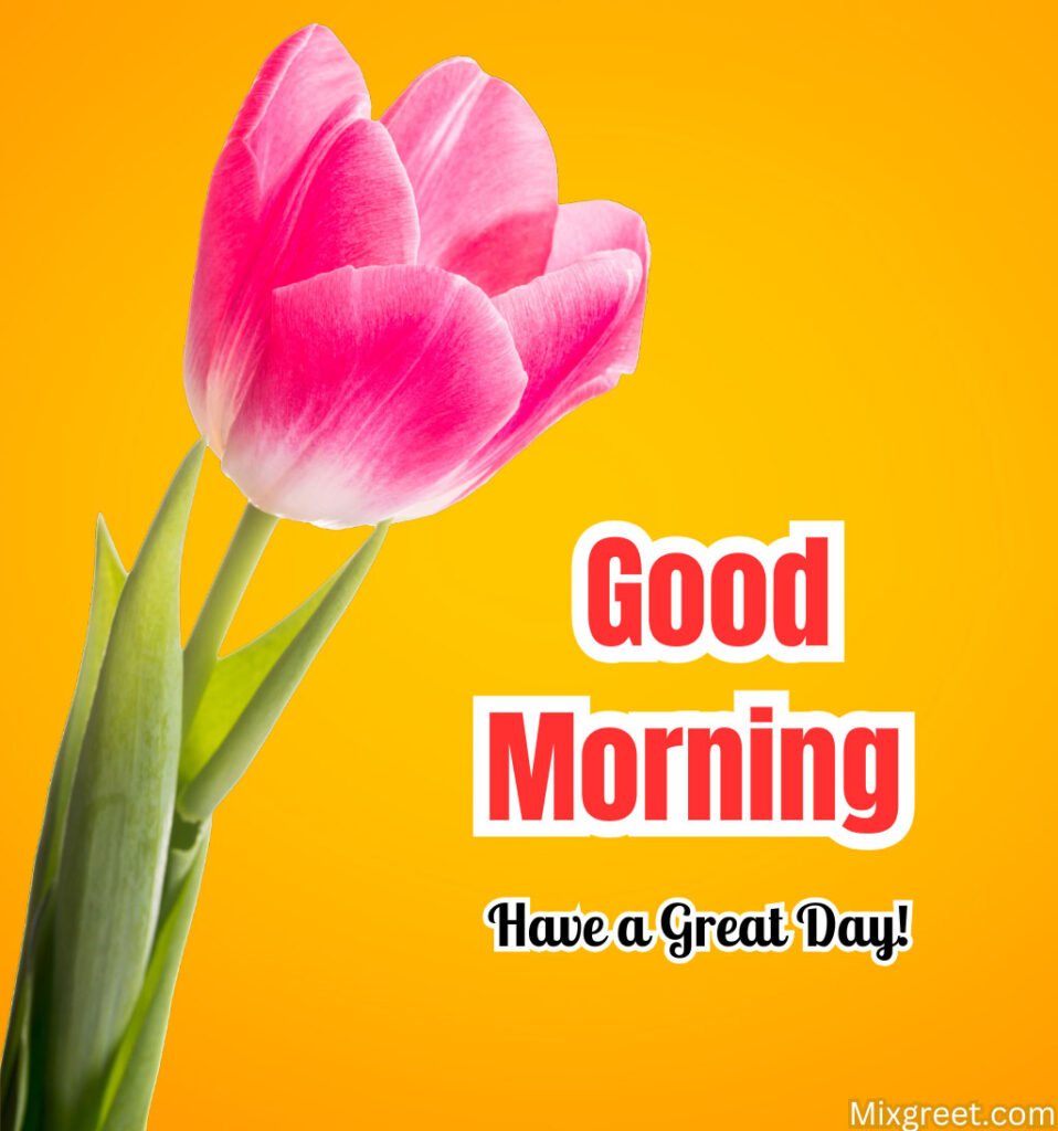 Good Morning Tulips Flowers Images