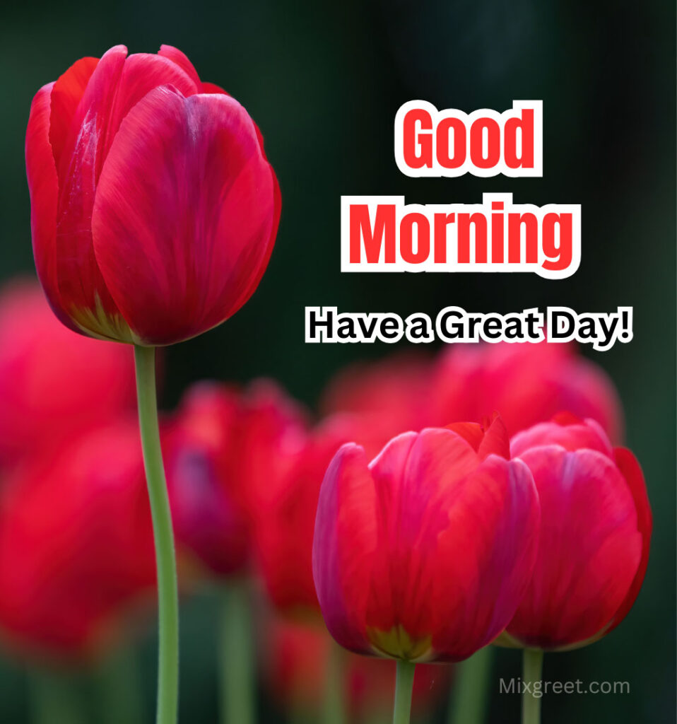 Good Morning With Red Tulips Flowers