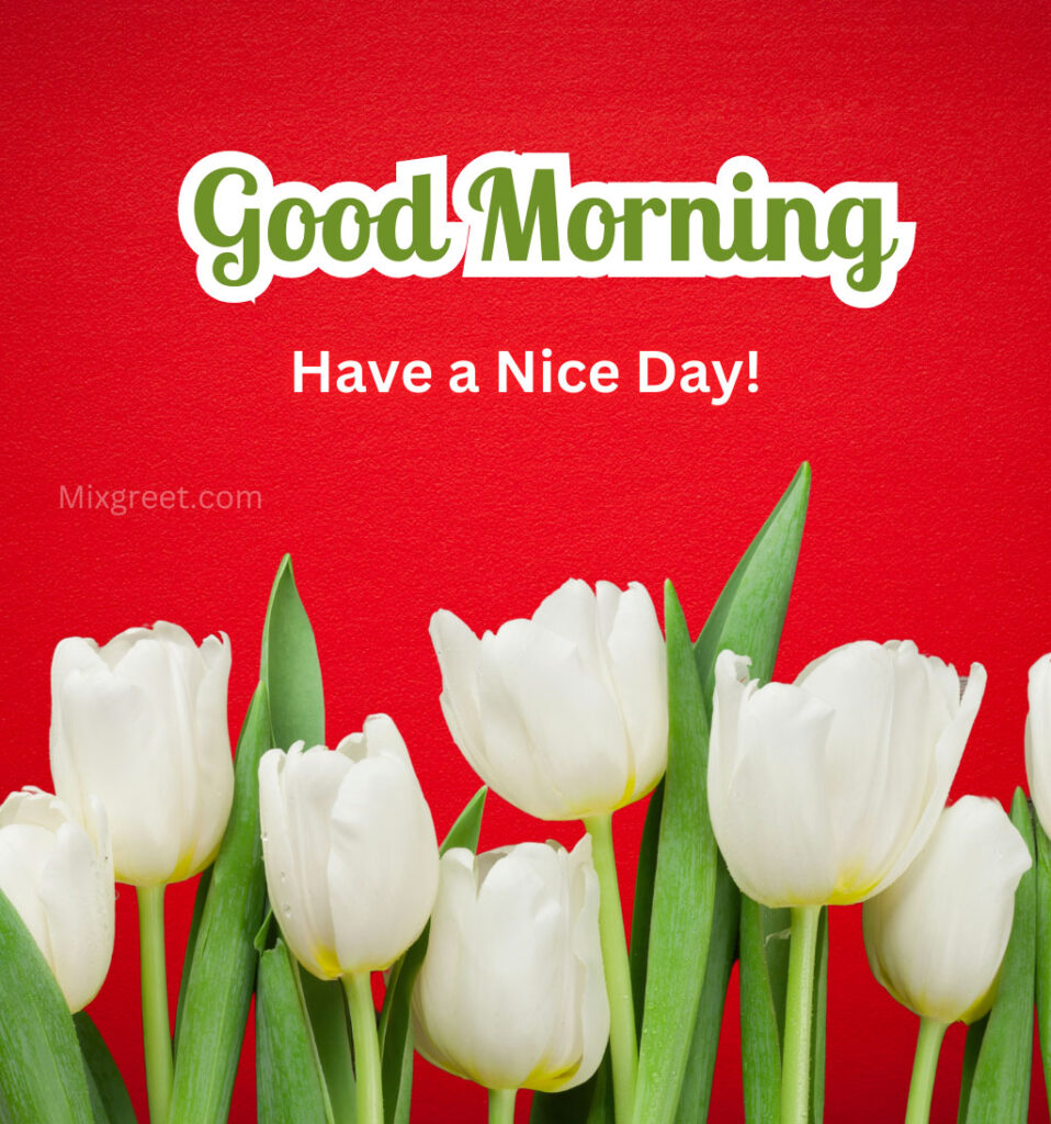 Good Morning Wishes with White Tulips