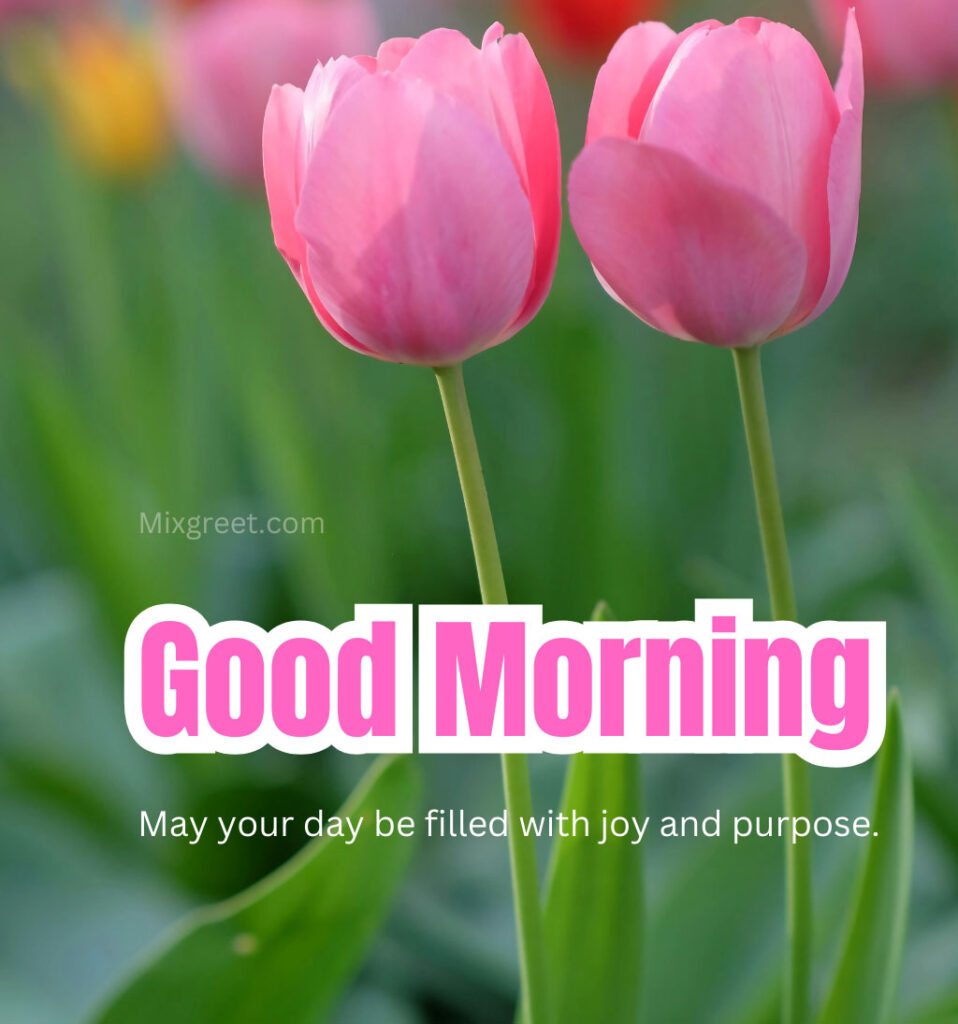 Good Morning Pink Tulips Flowers