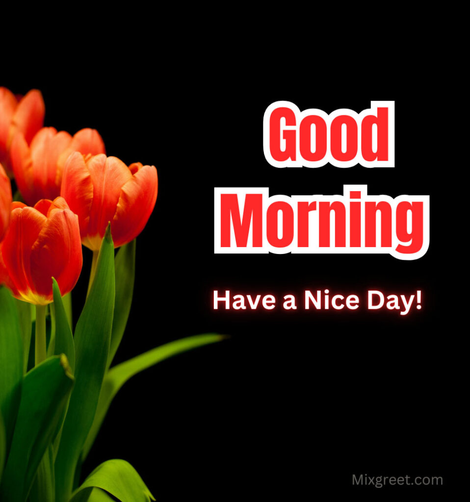 Good Morning  Tulips Flowers Have a Nice Day Wishes