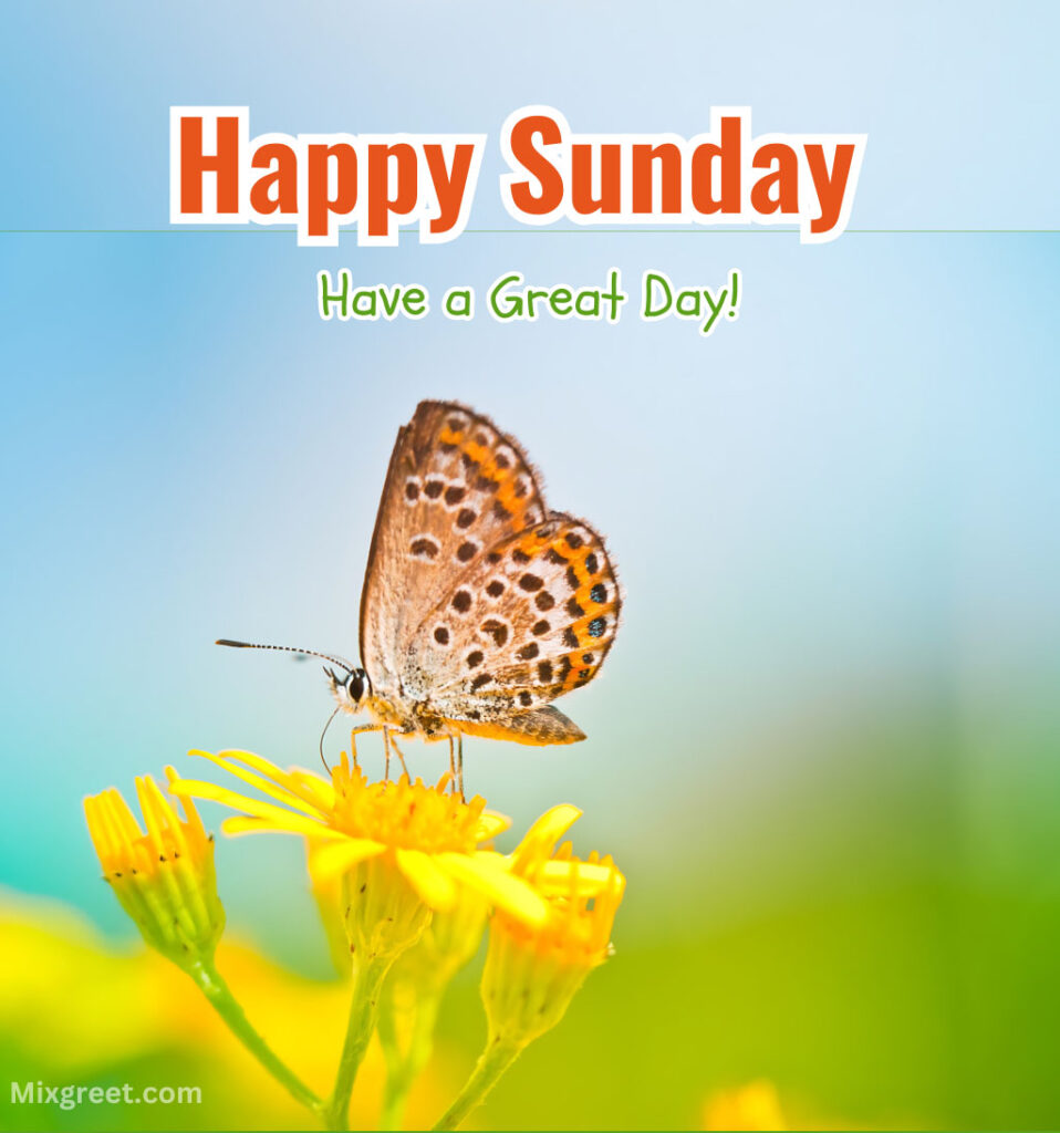 Happy Sunday Wishes with Butterfly