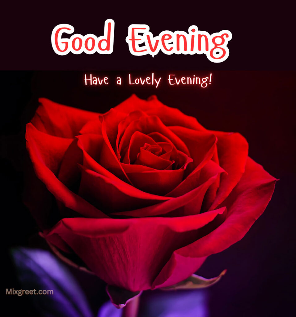 Romantic Good Evening Pics With Red Rose