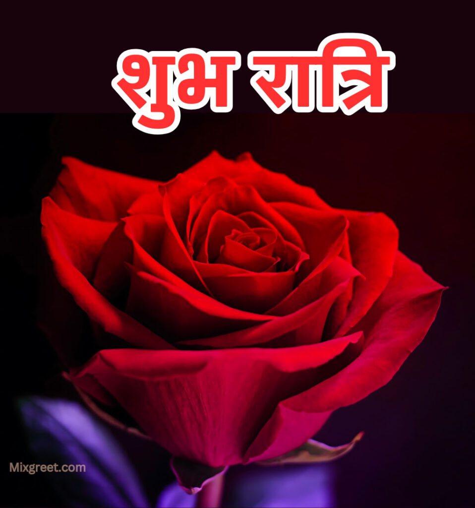 Shubh Ratri Good Night Hindi Images for rose