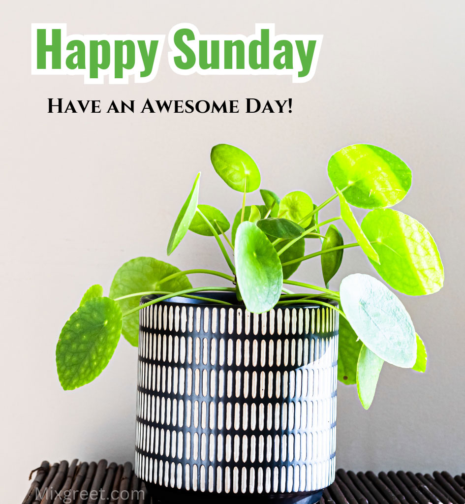 Happy Sunday Images with Plants