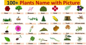 Cool Plant Names